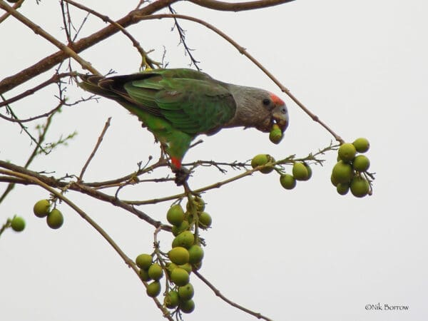 A wild female Brown-necked Parrot feeds in a tree