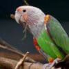 A female Brown-necked Parrot perches on a branch