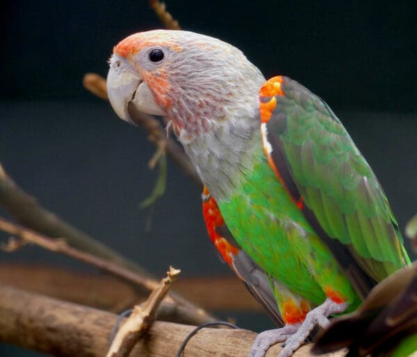 A female Brown-necked Parrot perches on a branch