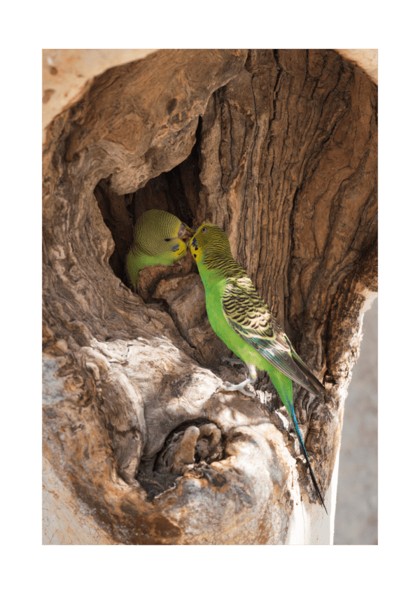 A pair of wild Budgerigars interact at a nest