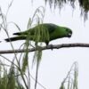 A wild Buru Racquet-tailed Parrot walks along a branch