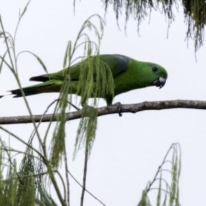 A wild Buru Racquet-tailed Parrot walks along a branch