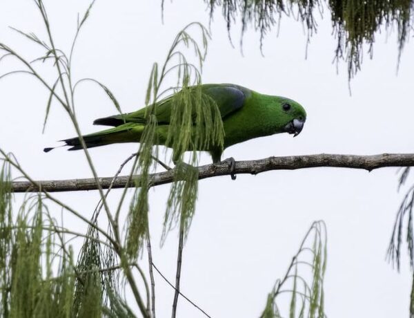 A wild Buru Racquet-tailed Parrot walks along a branch