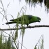 A wild Buru Racquet-tailed Parrot walks along a branch