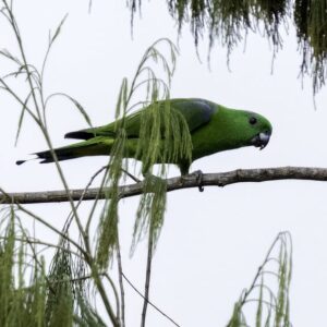 A wild Buru Racquet-tailed Parrot walks along a branch