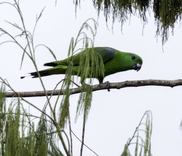 A wild Buru Racquet-tailed Parrot walks along a branch