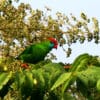 A wild Camiquin Hanging Parrot perches in a tree