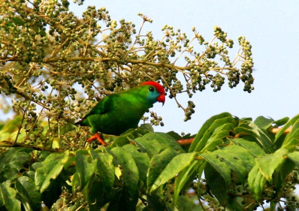 A wild Camiquin Hanging Parrot perches in a tree