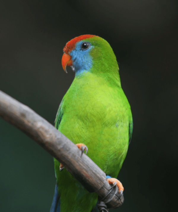 A Camiguin Hanging Parrot perches on a branch