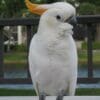 A Citron-crested Cockatoo perches on a fence