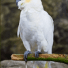 A Citron-crested Cockatoo perches on a branch