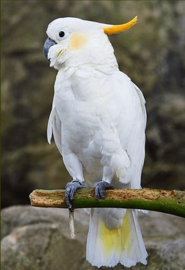 A Citron-crested Cockatoo perches on a branch