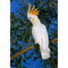 A Citron-crested Cockatoo perches on a limb