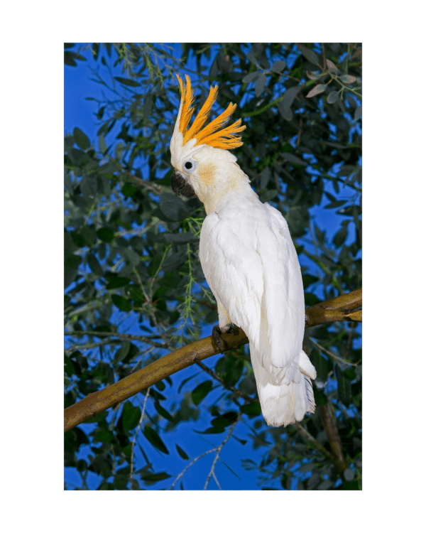 A Citron-crested Cockatoo perches on a limb