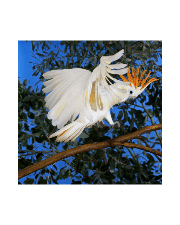 A Citron-crested Cockatoo flies to a branch