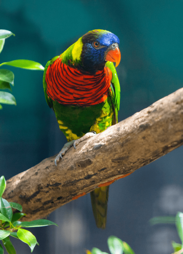 A Coconut Lorikeet perches on a branch