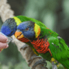 Coconut Lorikeets take nectar from a zoo visitor