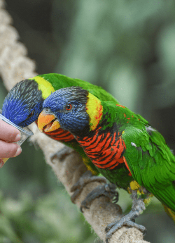 Coconut Lorikeets take nectar from a zoo visitor