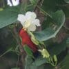 A wild Collared Lorikeet feeds on nectar