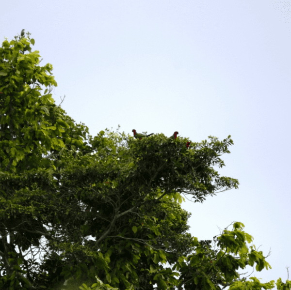 Wild Crimson Shining Parrots perch high in a tree