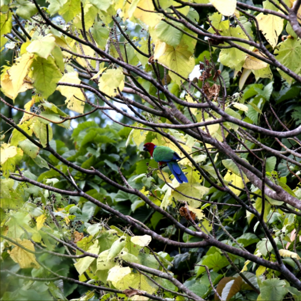 A wild Crimson Shining Parrot perches in a tree