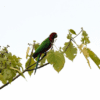 A wild Crimson Shining Parrot perches on a branch