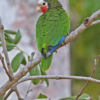 A wild Cuban Amazon perches in a tree