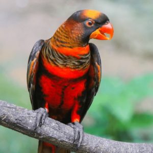 An orange phase Dusky Lory perches on a branch