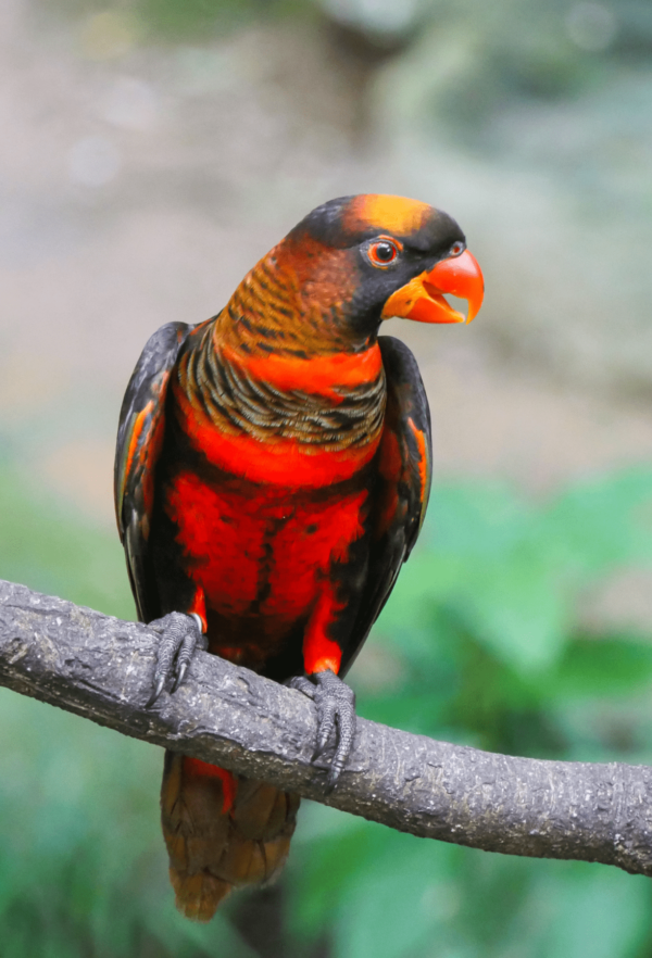 An orange phase Dusky Lory perches on a branch