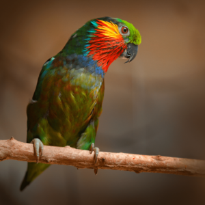 A male Edward's Fig Parrot perches on a branch