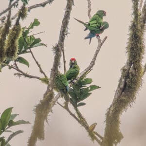 Wild El Oro Conures perch in a mossy tree