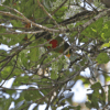 A wild Emerald Lorikeet feeds in a flowering tree