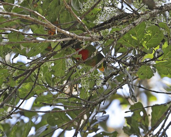 A wild Emerald Lorikeet feeds in a flowering tree