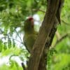 A wild Red-fronted Conure perches in a tree