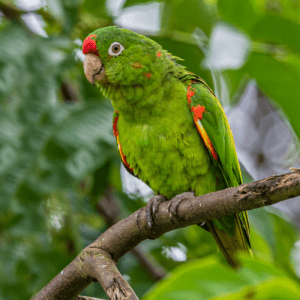 A wild Finsch's Conure perches on a branch