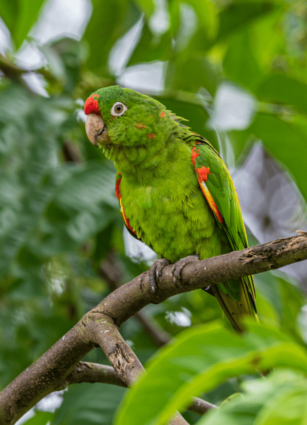 A wild Finsch's Conure perches on a branch