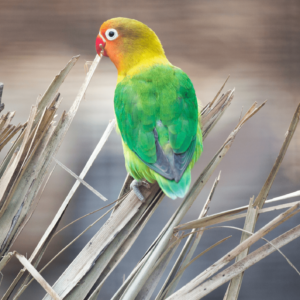 A wild Fischer's Lovebird perches on dried vegetation