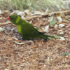 A companion Flores Lorikeet walks on the ground of its enclosure