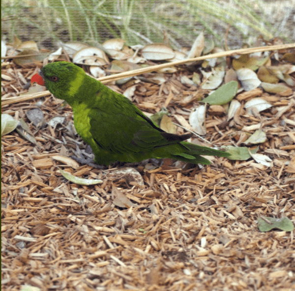 A companion Flores Lorikeet walks on the ground of its enclosure