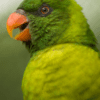 A closeup of a Flores Lorikeet