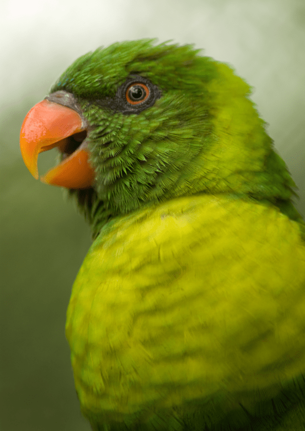 A closeup of a Flores Lorikeet