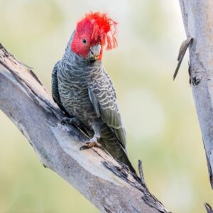 A wild male Gang-gang Cockatoo perches on a large branch