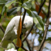 A wild Goffin's Cockatoo perches on a branch