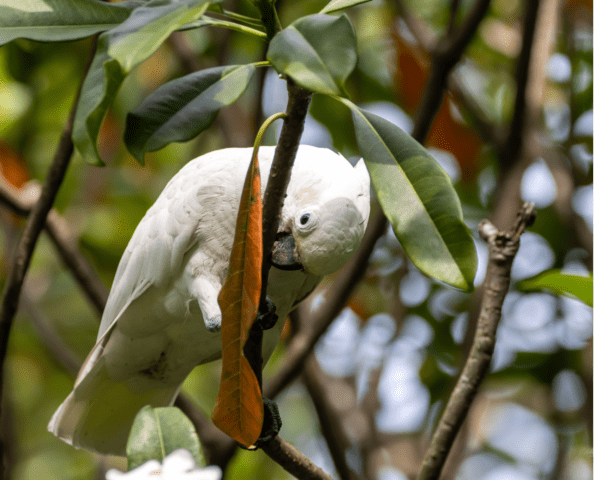 A wild Goffin's Cockatoo perches on a branch