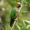 A wild Golden-capped Conure perches on a twig