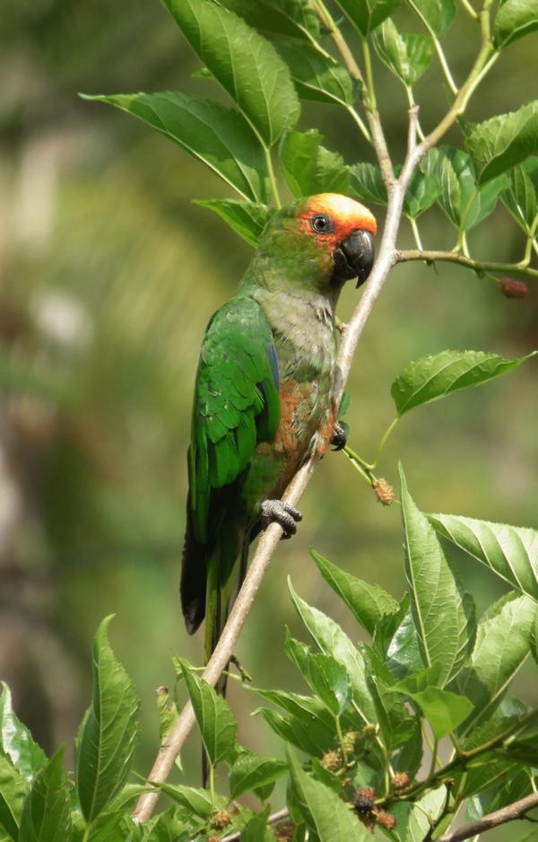 A wild Golden-capped Conure perches on a twig