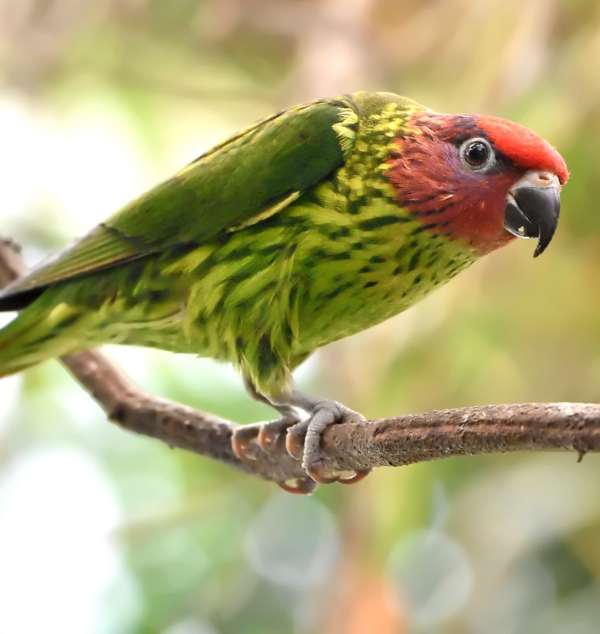 A Goldie's Lorikeet perches on a branch