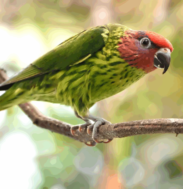 A Goldie's Lorikeet perches on a branch