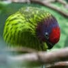 A Goldie's Lorikeet preens itself