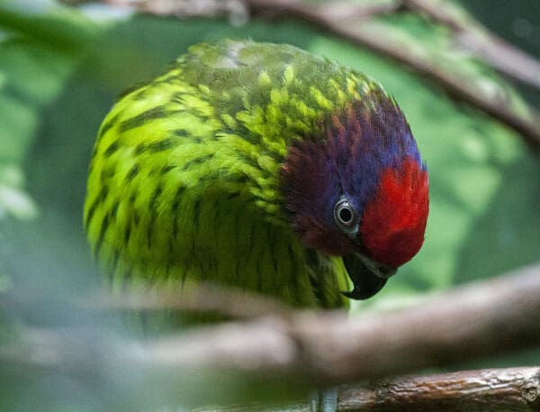 A Goldie's Lorikeet preens itself